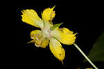 Fringed loosestrife